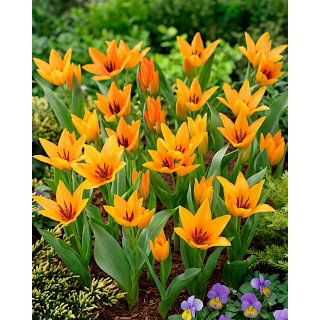 Tulipan Praestans Shogun - opak. 5 szt.