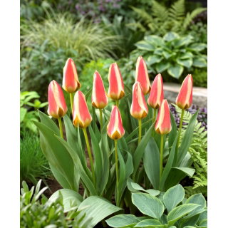 Tulipan Tarafa - GIGA paczka! - 250 szt.