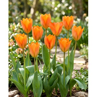 Tulipan Orange Emperor - 5 szt.