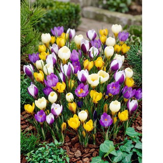 Krokus Botaniczny - mix - duża paczka! - 100 szt.