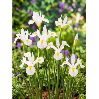 Irys holenderski - White Magic - 10 szt.