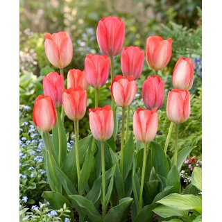 Tulipan Big Chief - GIGA paczka! - 250 szt.
