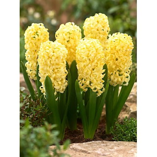 Hiacynt Yellow Queen - GIGA paczka! - 150 szt.
