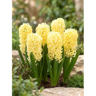 Hiacynt Yellow Queen - duża paczka! - 30 szt.