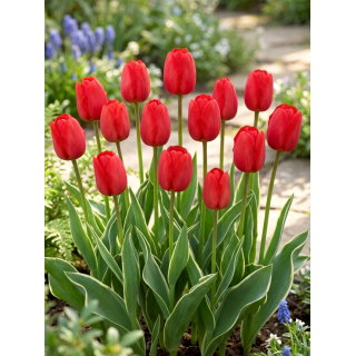 Tulipan Darwidesign - 5 szt.