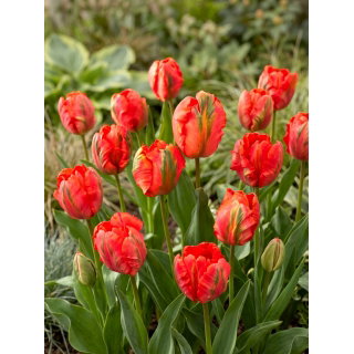 Tulipan Flower Power - 5 szt.