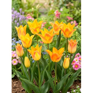 Tulipan Moonblush - duża paczka! - 50 szt.