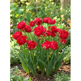 Tulipan Estatic - GIGA paczka! - 250 szt.