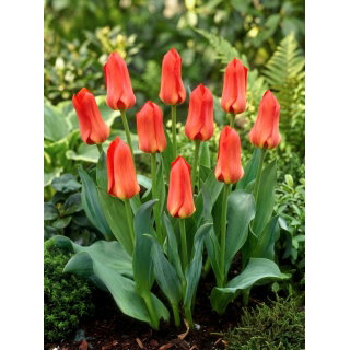 Tulipan Oriental Beauty - GIGA paczka! - 250 szt.