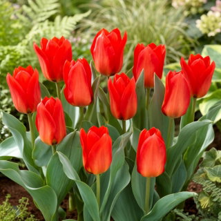 Tulipan Princeps - GIGA paczka! - 250 szt.