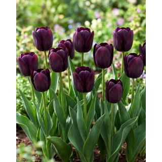 Tulipan Eduard Pelger - 5 szt.