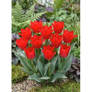 Tulipan Spring Pearl - duża paczka! - 50 szt.