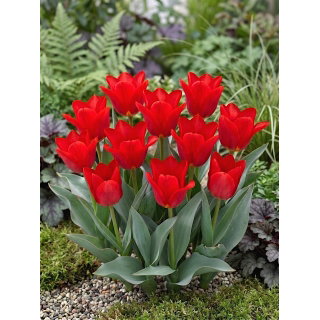 Tulipan Spring Pearl - duża paczka! - 50 szt.