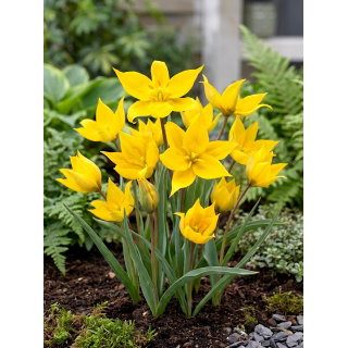 Tulipan Sylvestris - 5 szt.