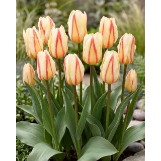 Tulipan White Fire - duża paczka! - 50 szt.