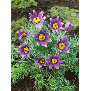 Sasanka Anemone pulsatilla - fioletowa