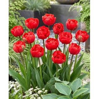 Tulipan Miranda - opak. 5 szt.