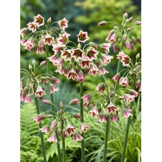Czosnek bułgarski - op. 5 szt.