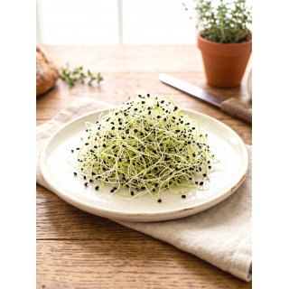 Nasiona na kiełki - Cebula