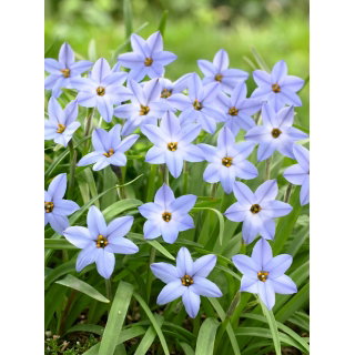 Ipheion - Ifejon - Uniflorum - duża paczka! - 100 szt.