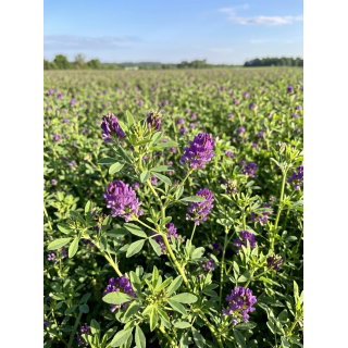 Lucerna siewna Eugenia - 0,5 kg