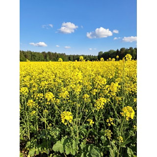 Gorczyca biała Maryna - 10 kg