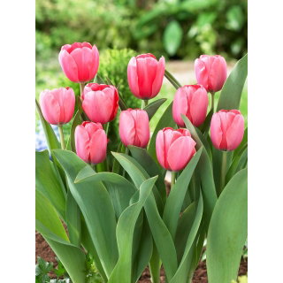 Tulipan Pink Impression - duża paczka! - 50 szt.