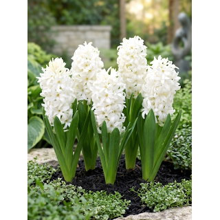 Hiacynt White Pearl - 3 szt.