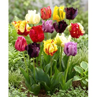 Tulipan papuzi mix - Parrot mix - GIGA paczka! - 250 szt.