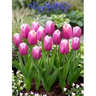 Tulipan Holland Beauty - GIGA paczka! - 250 szt.