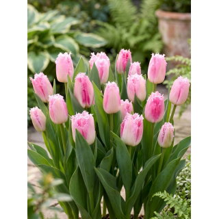 Tulipan Edinburgh - GIGA paczka! - 250 szt.