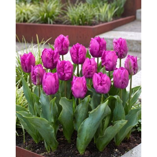 Tulipan papuzi fioletowy - Parrot purple - duża paczka! - 50 szt.