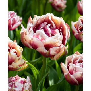 Tulipan Wyndham - 5 szt.