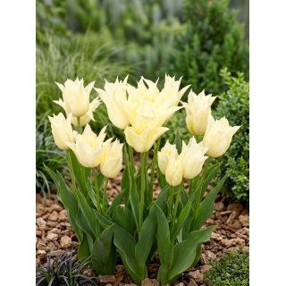Tulipan Youkihi - duża paczka! - 50 szt.