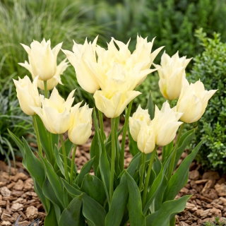 Tulipan Youkihi - GIGA paczka! - 250 szt.