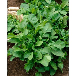 Rukola - Eruca Sativa - NA TAŚMIE