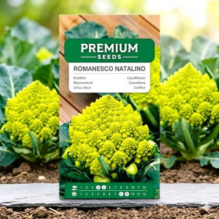 Kalafior Romanesco Natalino - o róży zielonej