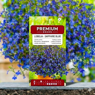 Lobelia zwisła szafirowoniebieska