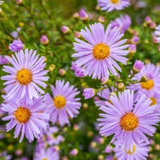 Aster tongolski