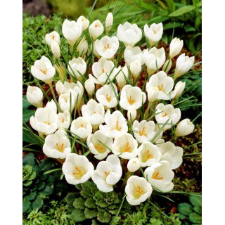 Krokus Miss Vain - 10 szt.