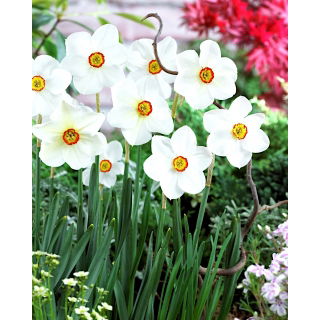 Narcyz Actaea - opak. 5 szt.
