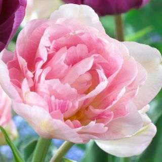 Tulipan Angelique - opak. 5 szt.