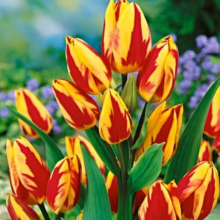 Tulipan Colour Spectacle - opak. 5 szt.