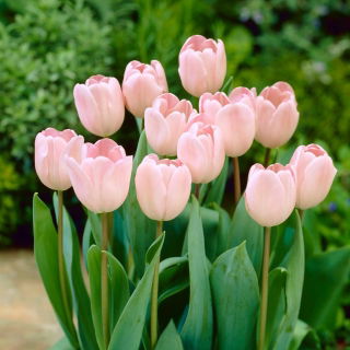 Tulipan Douglas Baader - opak. 5 szt.