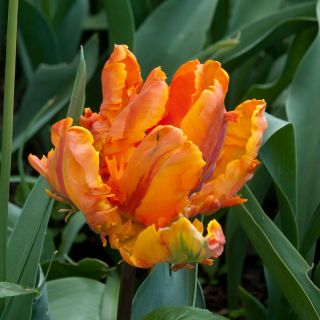 Tulipan Orange Favourite - opak. 5 szt.