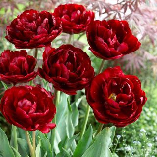 Tulipan Uncle Tom - opak. 5 szt.
