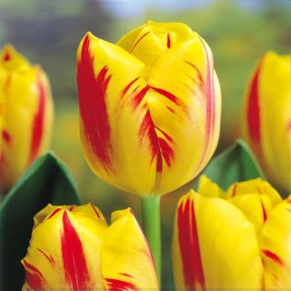 Tulipan Washington - opak. 5 szt.