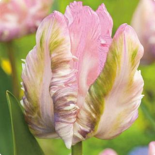 Tulipan Webers Parrot  opak. 5 szt.