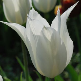 Tulipan White Wings - opak. 5 szt.