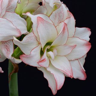 Hipeastrum - Amarylis - Aphrodite